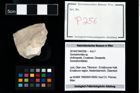 Foto (Objekt + Etikett) von Goniodromites sp.  (NHMW-GEO-2014-0194-0256)